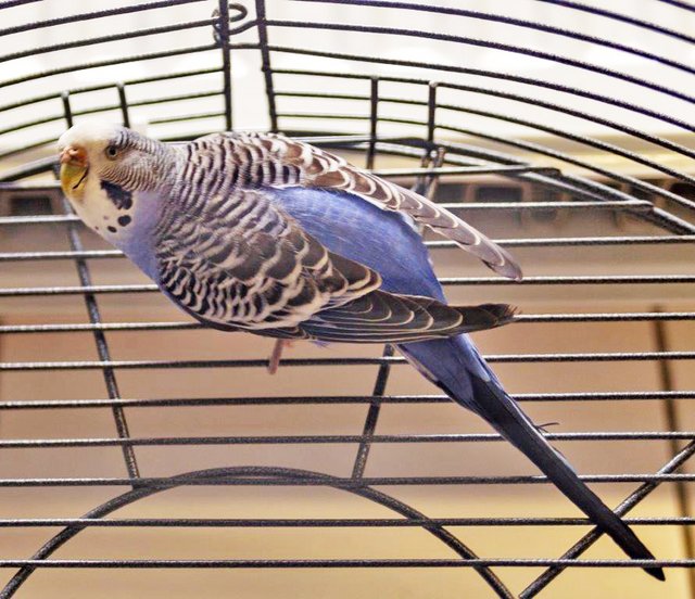 769: Wellensittich, weiblich; gefunden am 13. Mai an der Heißener Straße in Schönebeck