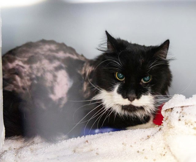 739: Kater, kastriert; gefunden am 10. Mai an der Köln-Mindener-Straße in Katernberg