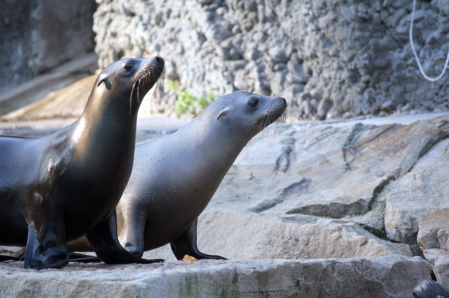 Seelöwe Jonny (hinten) mit seiner älteren Schwester Ally. Er erweitert nun die Kolonie Kalifornischer Seelöwen im Zoo von Amiens/Frankreich.