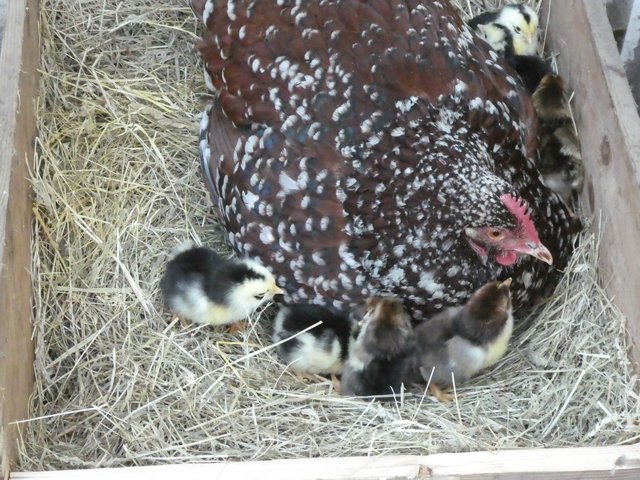 Hühnerküken: Zwei Tage alte Hühnerküken - Herne