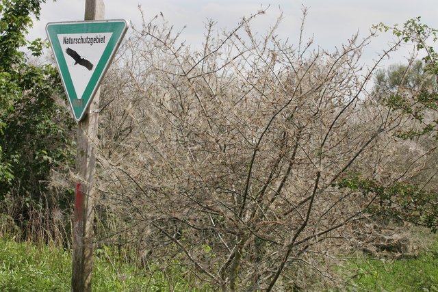 Die Gespinstmotte sorgt zwar für Aufsehen, birgt aber keine Gefahr für Menschen und Tiere.