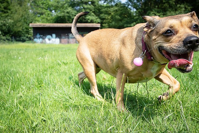 Mischling „Pepper“ durfte die neue Hundewiese am Wittringer Wald, die offiziell am Donnerstag, 6. Juni, in den Vormittagsstunden in Betrieb genommen wird, bei strahlendem Sonnenschein offiziell als erster Besucher testen.