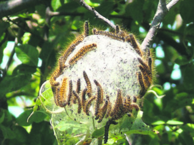 Eichenprozessionsspinner am Nest