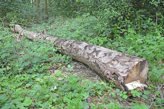 Nach der Fällung müssen das Holz verbrannt werden.