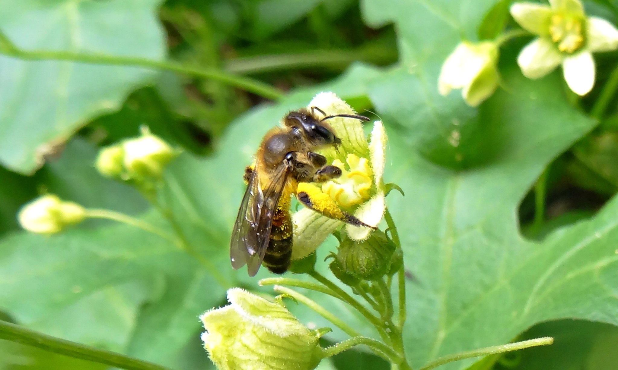 Giftige Zaunrübe Überlebenswichtig für die ZaunrübenSandbiene
