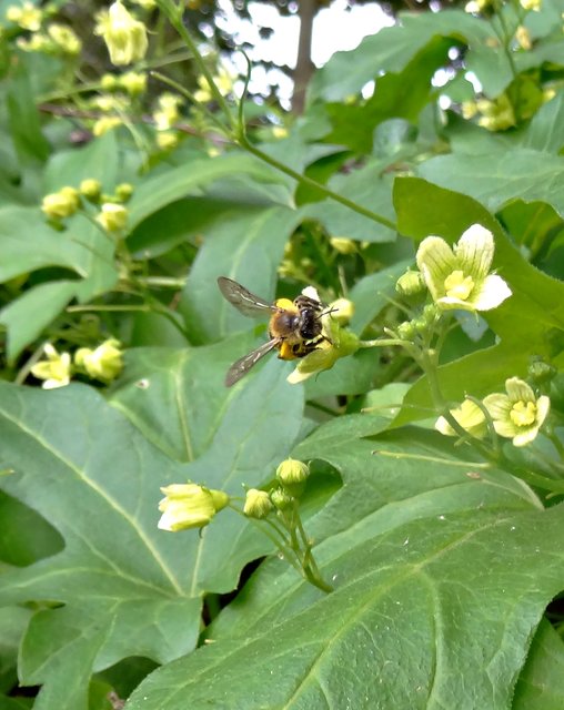 Giftige Zaunrübe Überlebenswichtig für die ZaunrübenSandbiene