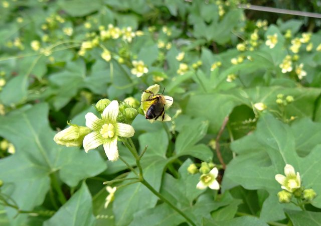 Giftige Zaunrübe Überlebenswichtig für die ZaunrübenSandbiene