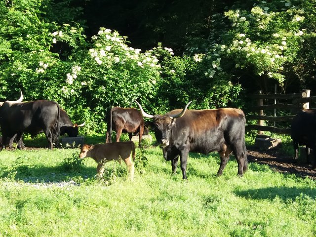 Nuschbini mit Kalb.