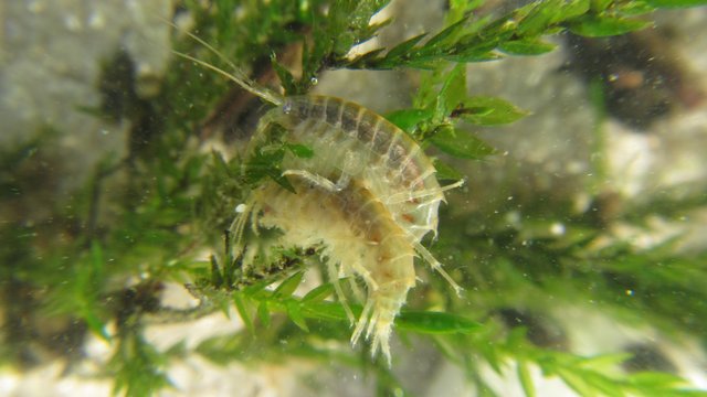 Der Flussflohkrebs fühlt sich in langsam fließenden und sauerstoffreichen Gewässern besonders wohl.