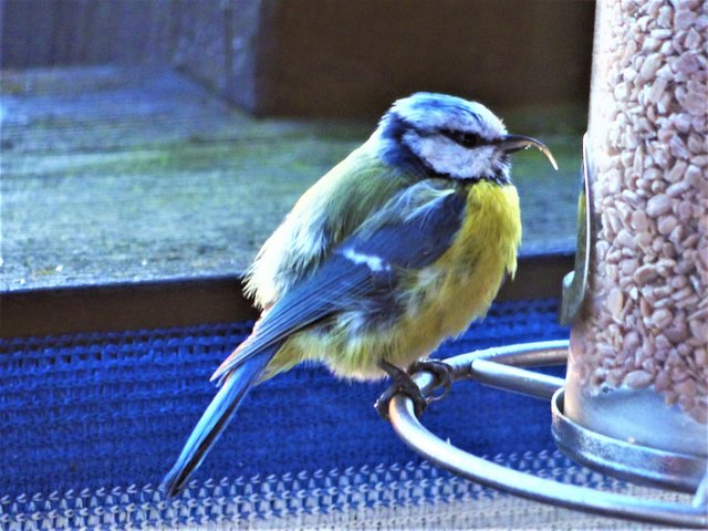 Im April wurden in Groesbeek Nistkästen an Eichen mit dem Ziel Rotkehlchen, Blau- und Kohlmeisen anzusiedeln, aufgehängt, damit die Vögel die Raupen fressen. Archivfoto: Helmut Grosser