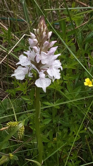 Orchidee an der Freienohler Kuhweide.
