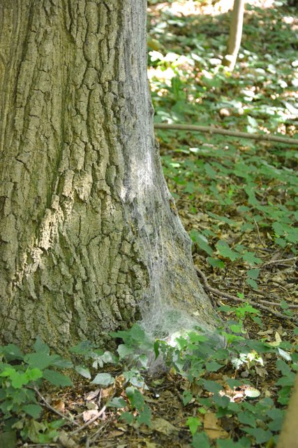 Hier ist deutlich zu erkennen, dass dieser Baum vom Eichenprozessionsspinner befallen ist.
