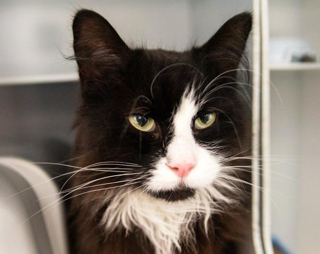 1177: Kater, kastriert; gefunden am 29. Juni an der Kaulbachstraße in Holsterhausen
