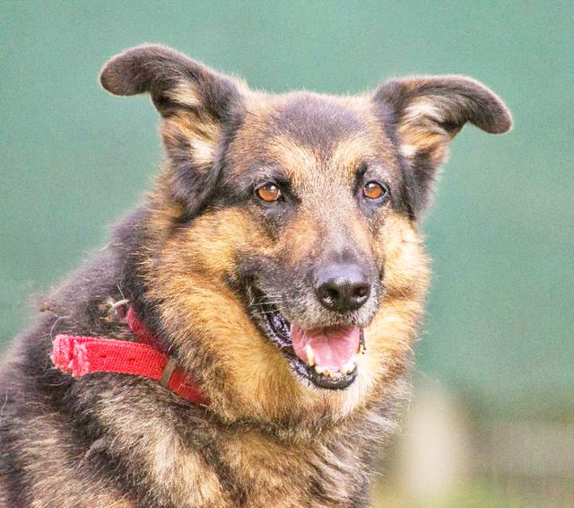 Wer nimmt die hübsche Sunny bei sich auf?  Foto: Tierheim Essen