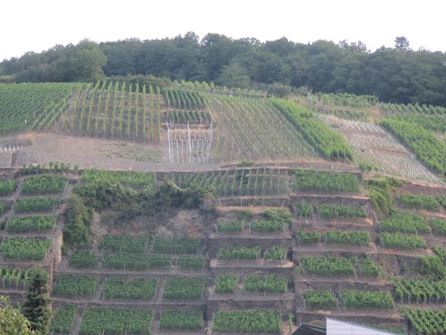 Weinberge im Ahrtal!