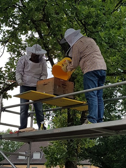 Dies nahmen die „Neu-Imker“, Alfonso Villano und Georg Kiosses, aus dem Bienenzuchtverein zum Anlass, ihre erste Rettungsaktion zu starten.