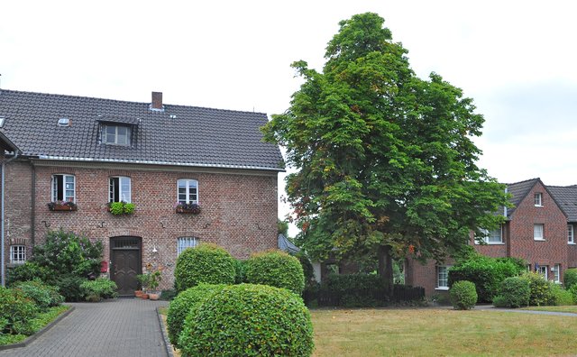 Die alte Kastanie am Vogtshof.
Foto: Michael de Clerque