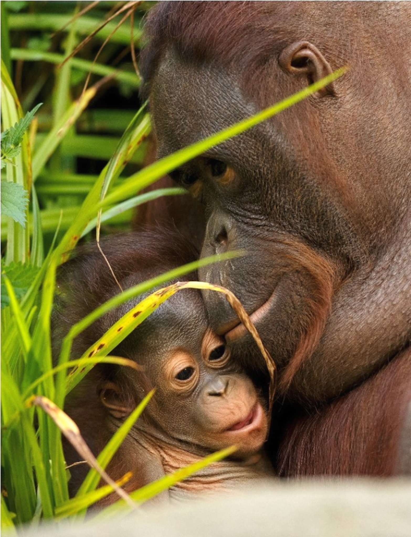 *Heimat Regenwald - Benni Over setzt sich für die Orang-Utans ein* - Hagen
