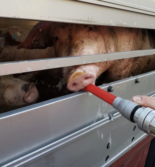 Ein Viehtransport mit 143 Schweinen. Foto: Polizei Dortmund