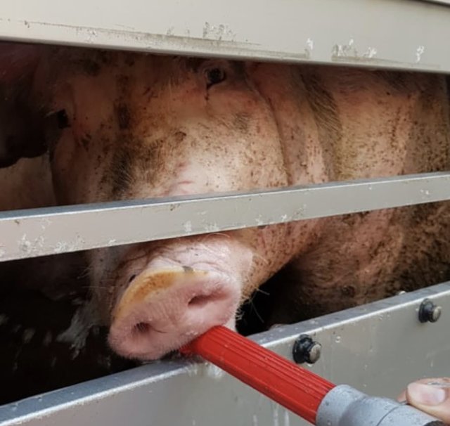 Das qualvolle Leiden von über 140 Schweinen auf einem Transport von Frankreich durch den Kreis Unna war kein Einzelfall in dieser Woche. Foto: Polizei Dortmund