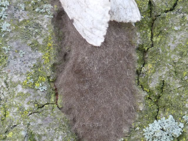 Die braunen Haare dienen als Tarnung des Nestes der Schwammspinner. Kontakt mit Ihnen kann Atemnot und Ausschläge auslösen.