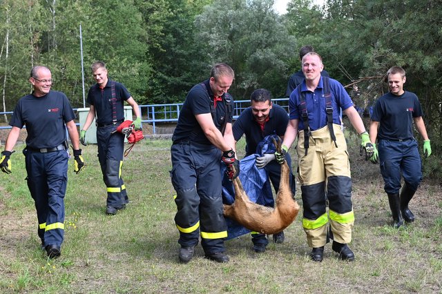 Am Montagvormittag wurde die hauptamtliche Wache der Feuerwehr Dorsten zu einem Regenrückhaltebecken im Bereich der Altendorfer Straße nach Dorsten Altendorf-Ulfkotte alarmiert. Hier hatten Mitarbeiter ein hilfloses Reh in dem Becken entdeckt.  | Foto: Bludau