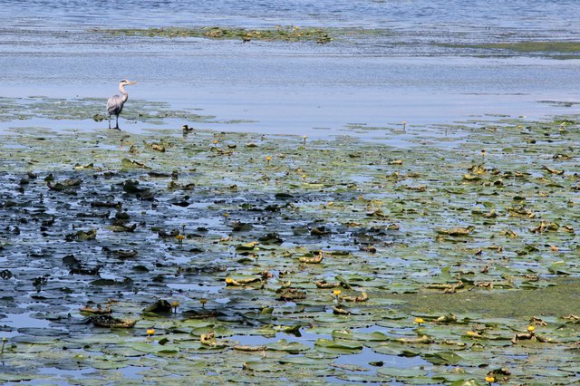 Einsam in der Natur.