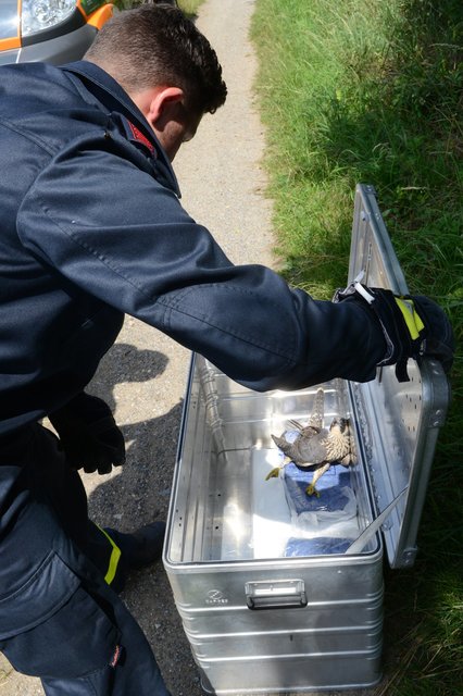 Durch einen beherzten Griff von Oberbrandmeister Dennis Meenke wurde der Habicht eingefangen und mit Wasser erstversorgt. Foto: Bludau