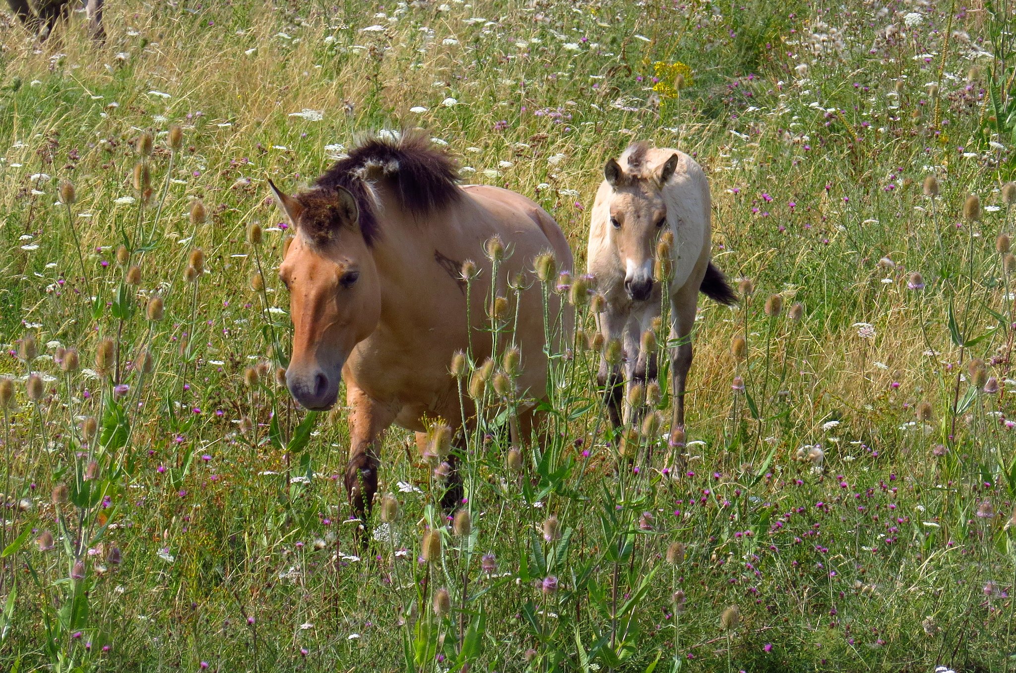 Konik, Besuch bei den Koniks auf dem Kleiberg, Soester Börde Konik