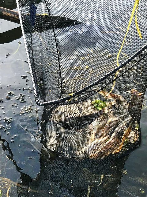 Gelsenwasser-Mitarbeiter entnehmen vor Ort mit Keschern die verendeten Fische aus dem Wasser. Foto: Archiv