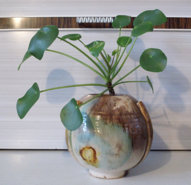 Pilea peperomioides...Pfannkuchenpflanze...Geldpflanze...