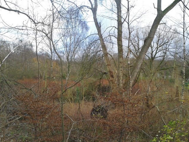 Hier ein Blick auf selbstgesäten sogenannten Sukzessionswald, der sich mit der Zeit an der Altenessener Nordsternstrasse die Fläche erobert hat, für die es viele Jahre lang Pläne für eine Marina am Rhein-Herne-Kanal gab.