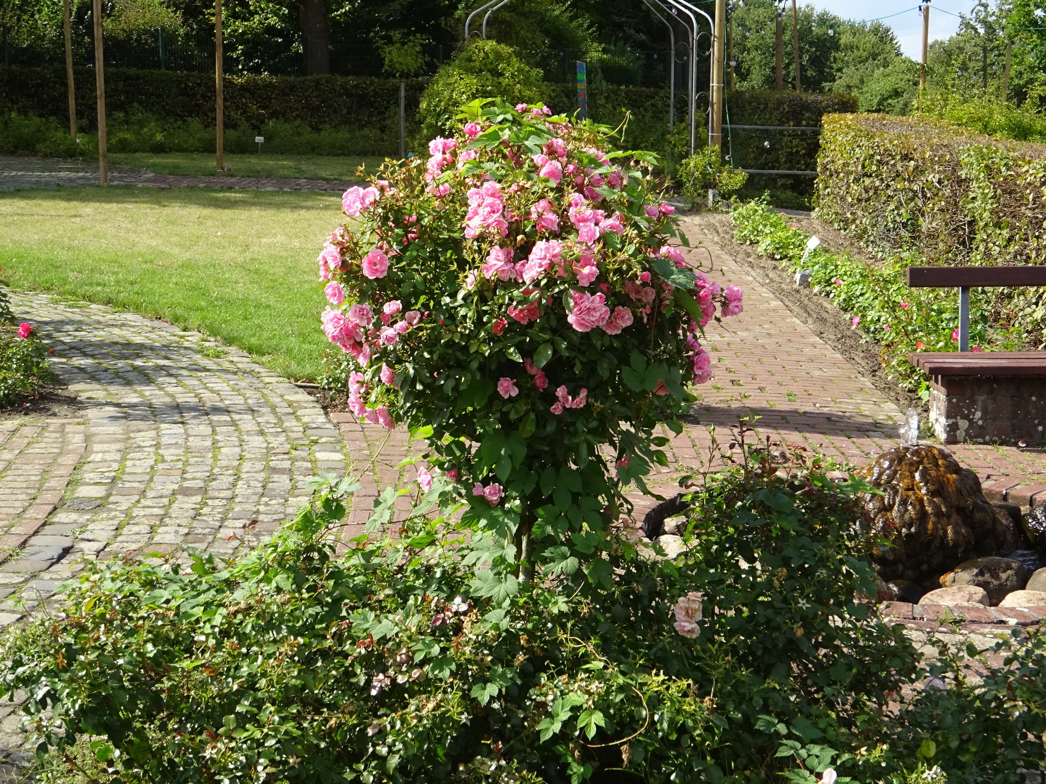 ein Kurzbesuch im Rosengarten Seppenrade Bottrop