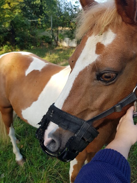 Das ausgebüxte Pferd.