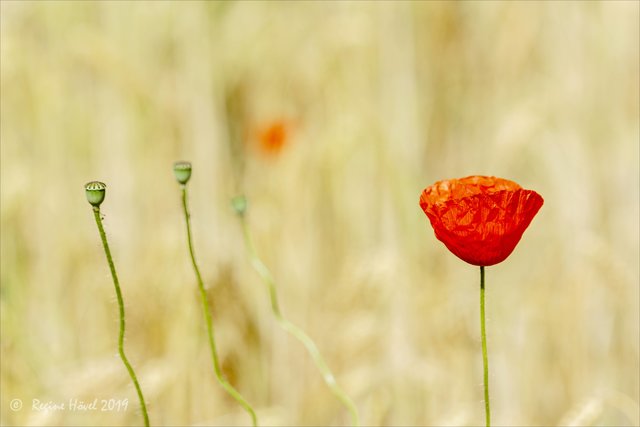 Mohn, der im Gerstenfeld sein zu Hause fand.