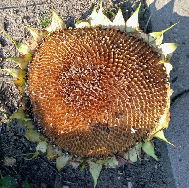 Die Blüte vom 26. August am 27.