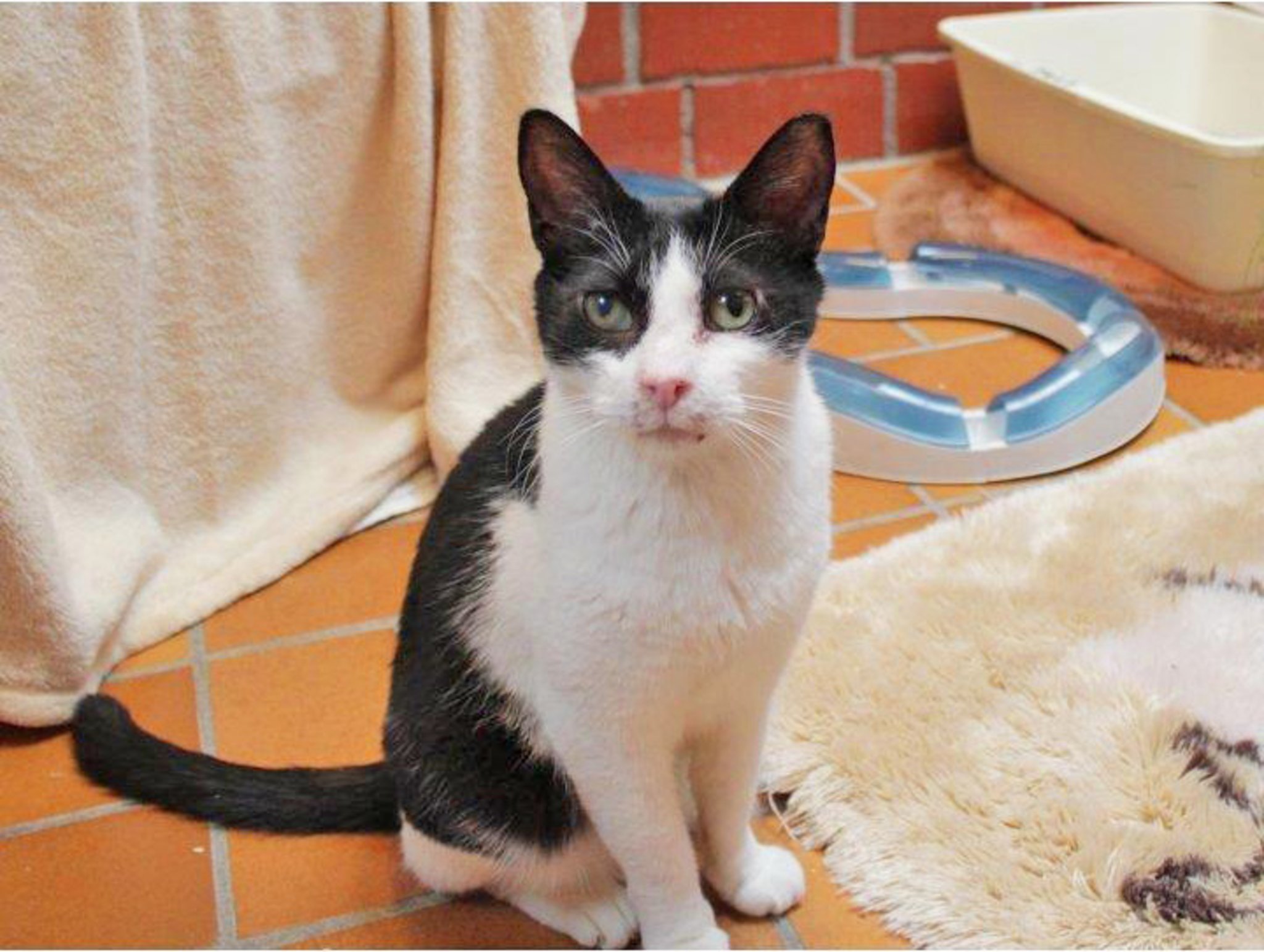 Katzen kennenlernen
