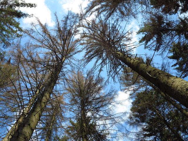 Fichtensterben im Arnsberger Wald