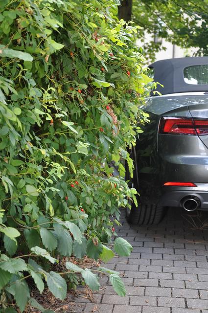 Auch die Parkplätze sind wieder stark zugewuchert.