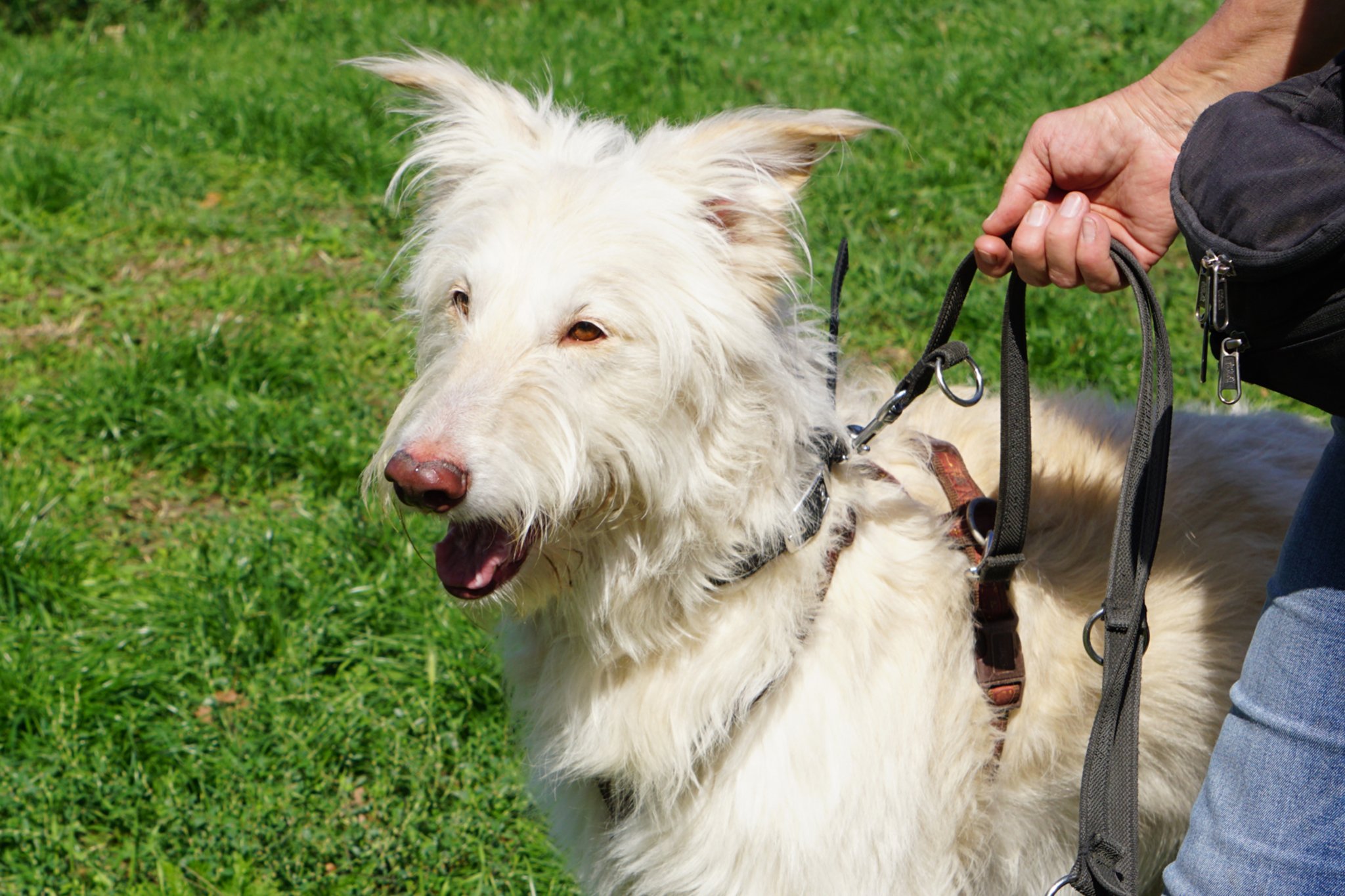 Das Tier Der Woche Windhund Mix Fuchur Sucht Liebes Zuhause