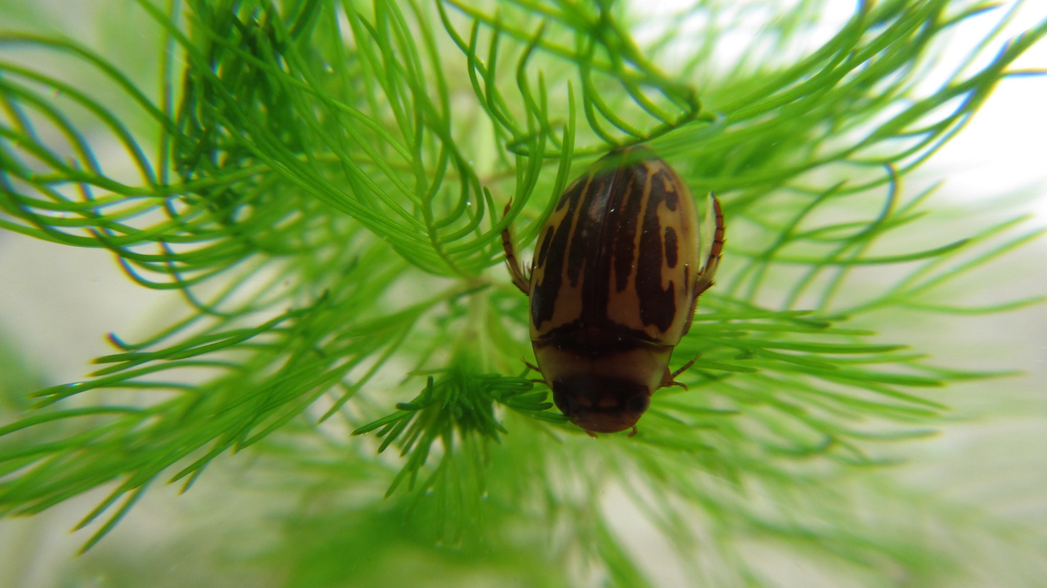 Das Vorkommen des Schwimmkäfers im Rennbach, Erdbach und Hammbach ist