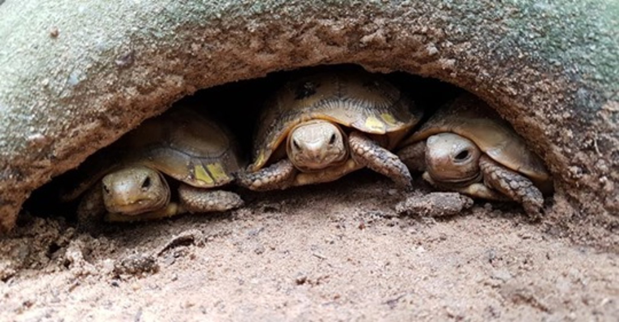 Wie Lange Können Schildkröten Auf Dem Rücken Liegen *Langsames Leben - Schildkröten retten in Kambodscha* - Hagen