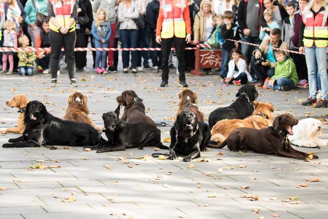 Auch die Rettungshundestaffel der Senco Dogs ist beim Kamp-Lintforter Stadtfest mit dabei. Es wird erstaunen, wie Tier- und Zweibeiner miteinander agieren können.