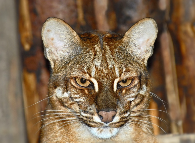 *Goldkatze Myho-Thol*