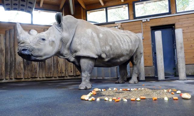 Ältestes Nashorn Deutschlands feiert im Zoo seinen 50. Geburtstag ...