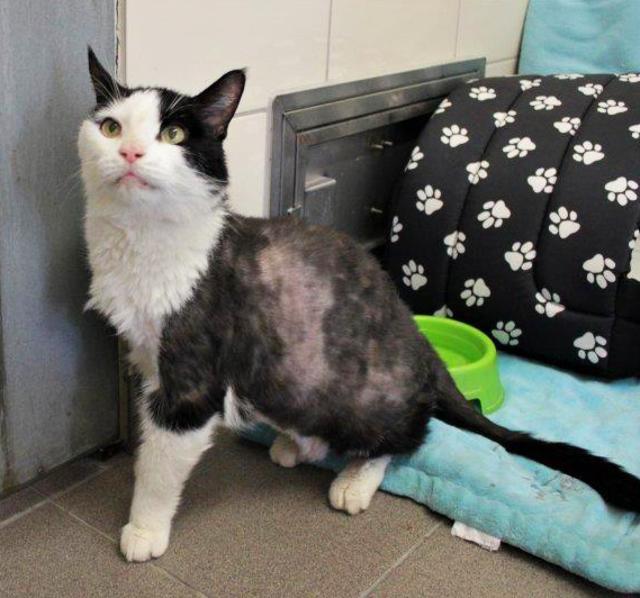 Wer schenkt dem süßen Phoenix ein liebevolles Zuhause? Foto: Tierheim Essen