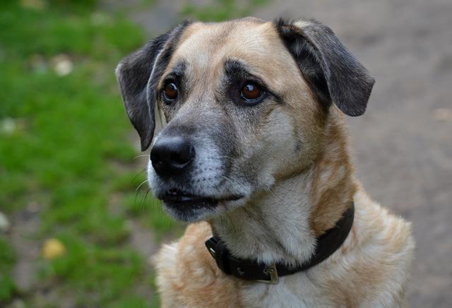 Sein kleines Hundeherz ist soweit und gerne würde er es noch einmal verschenken.  | Foto: ST