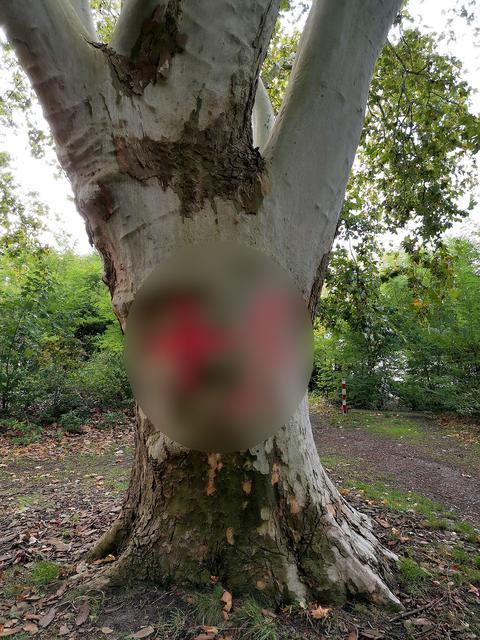Schmierereien in der Stadt sind immer ein Ärgernis – das Symbol am Baum hingegen ist eine Schande für Dorsten. Denn das Zeichen steht für Terror und Mord sowie im krassen Gegensatz zum Dorstener Stadtdialog „Menschenwürde, Demokratie und Respekt“.