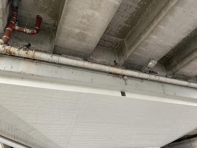 Zwar gibt es Gitterstäbe auf den Rohren, die die Vögel abschrecken sollen. Tun sie aber nicht.