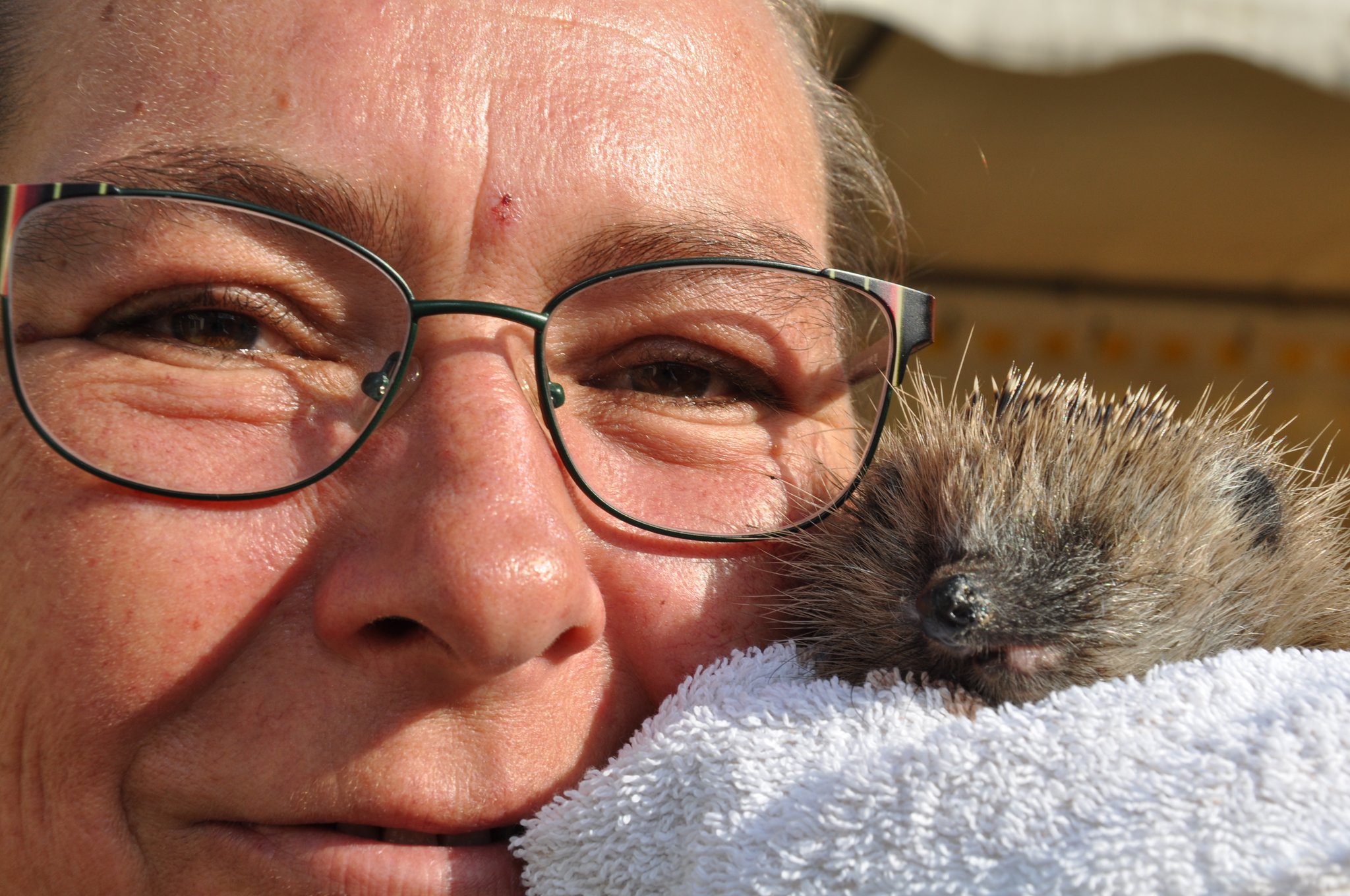 Gesunde igel nicht ins Haus holen: Essener Tierheim ist kein Igel-Hotel